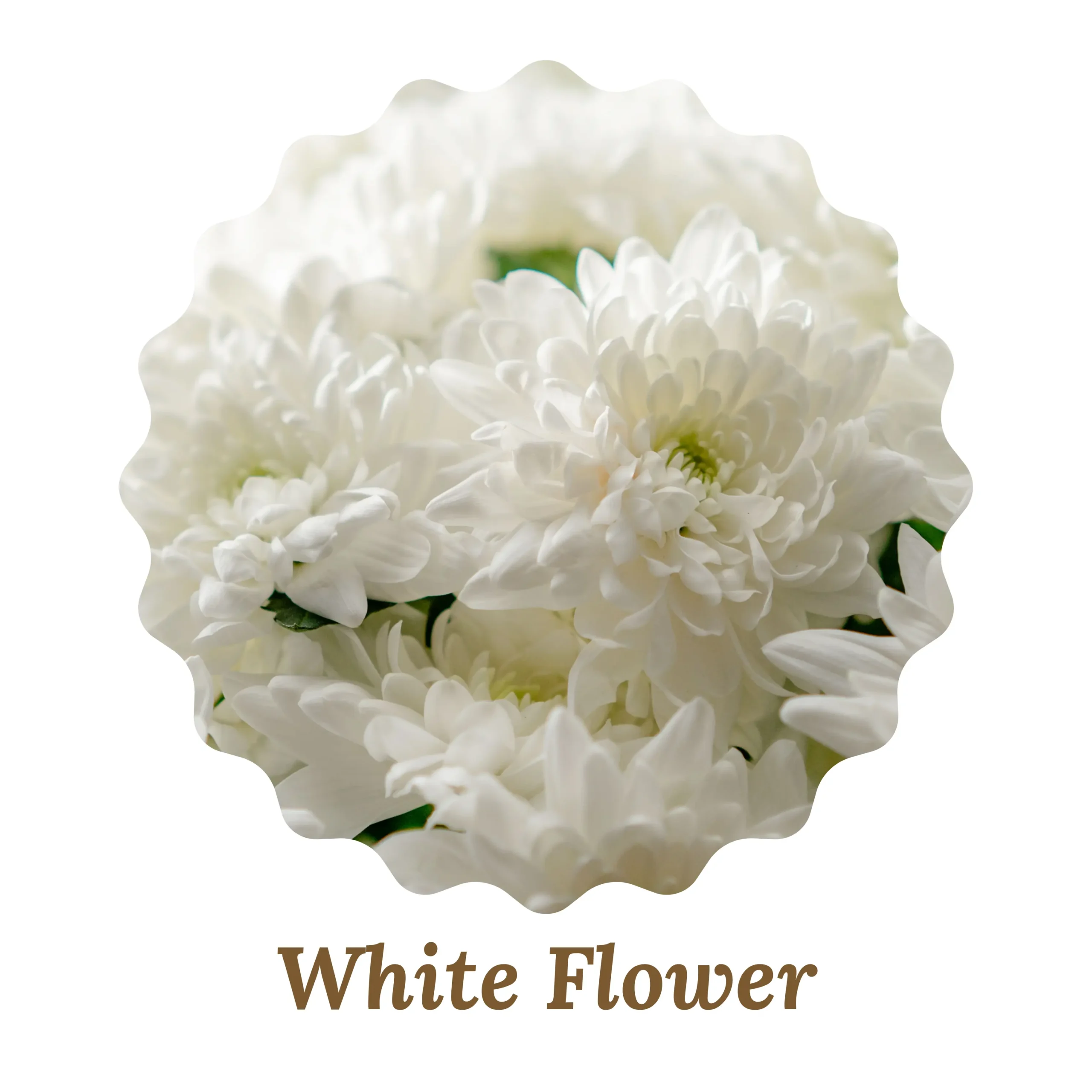 White Flower