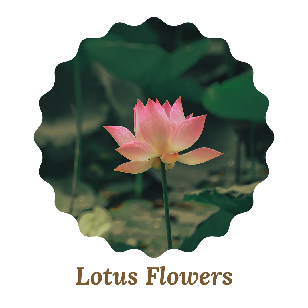 Lotus Flowers